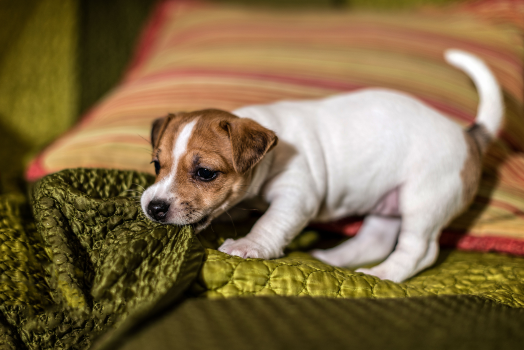 puppy chewing on the blanket