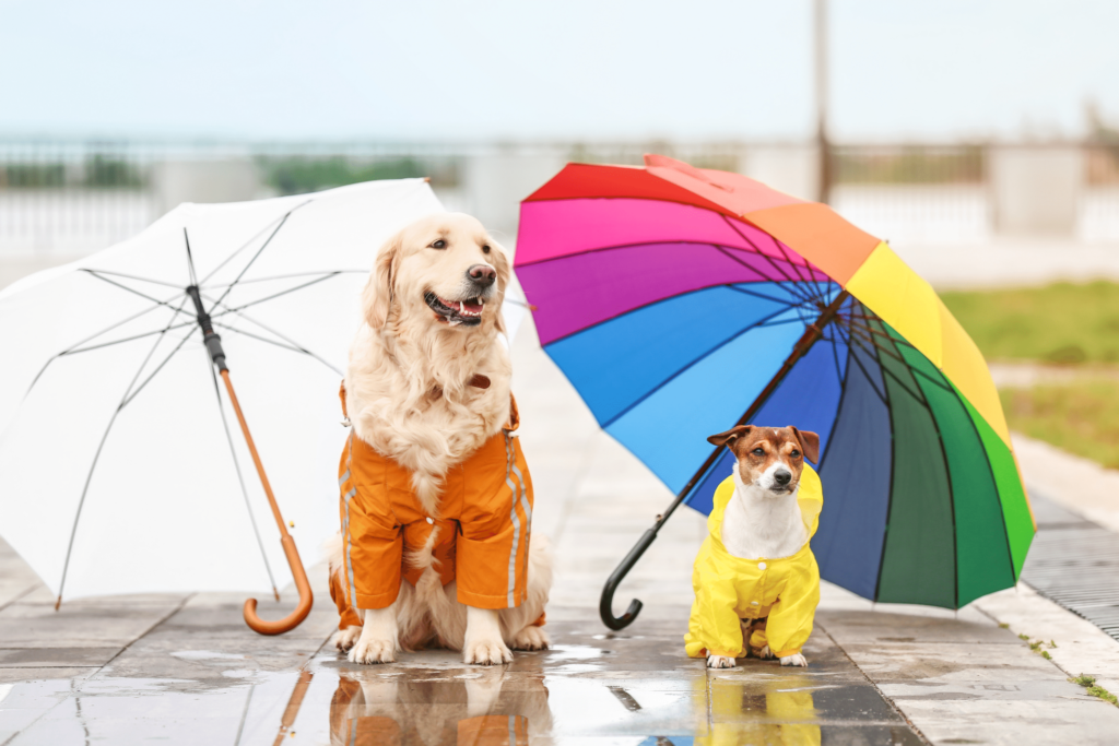 two dogs wearing raincoat and sitting under umbrella