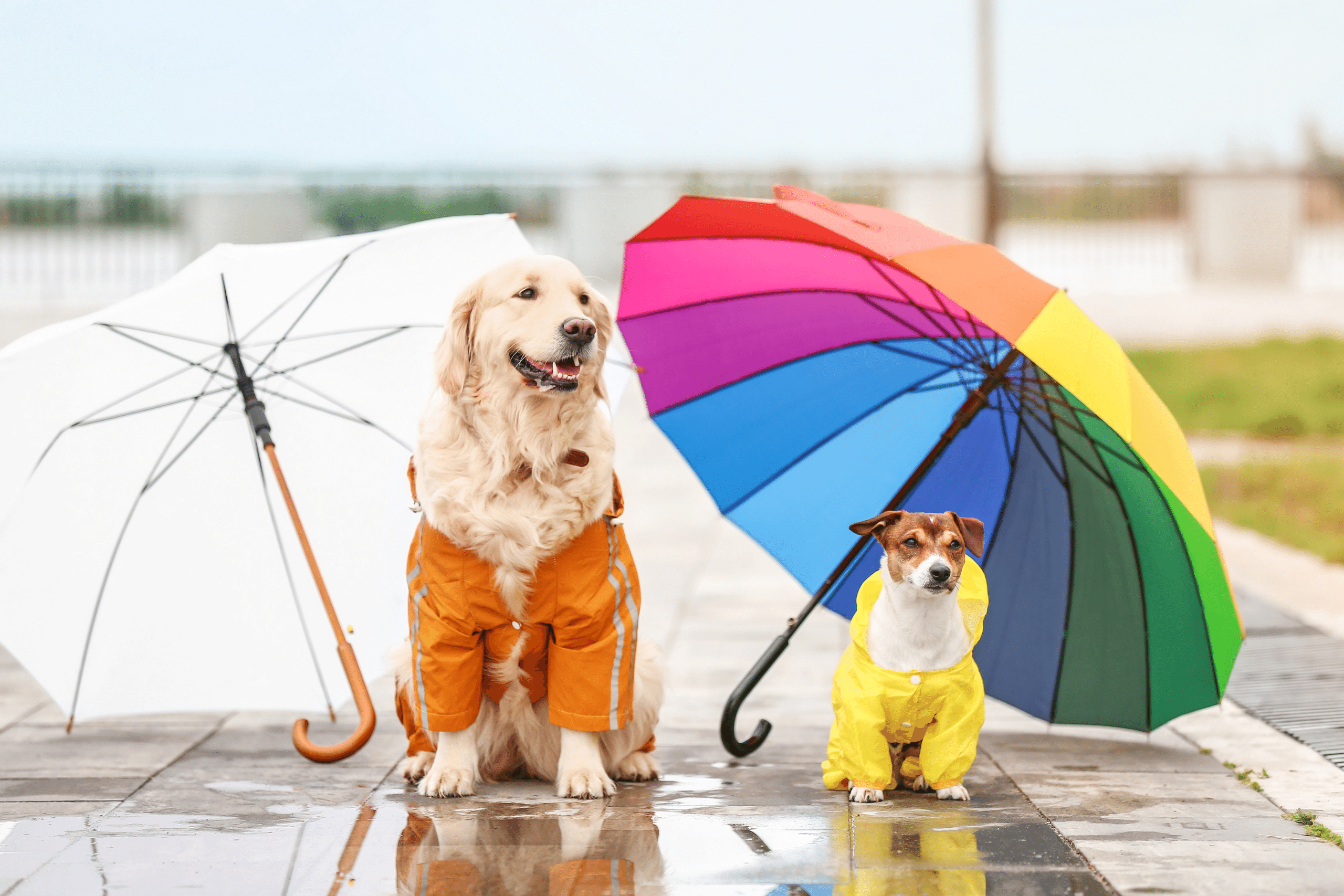 Umbrella 2024 with dogs