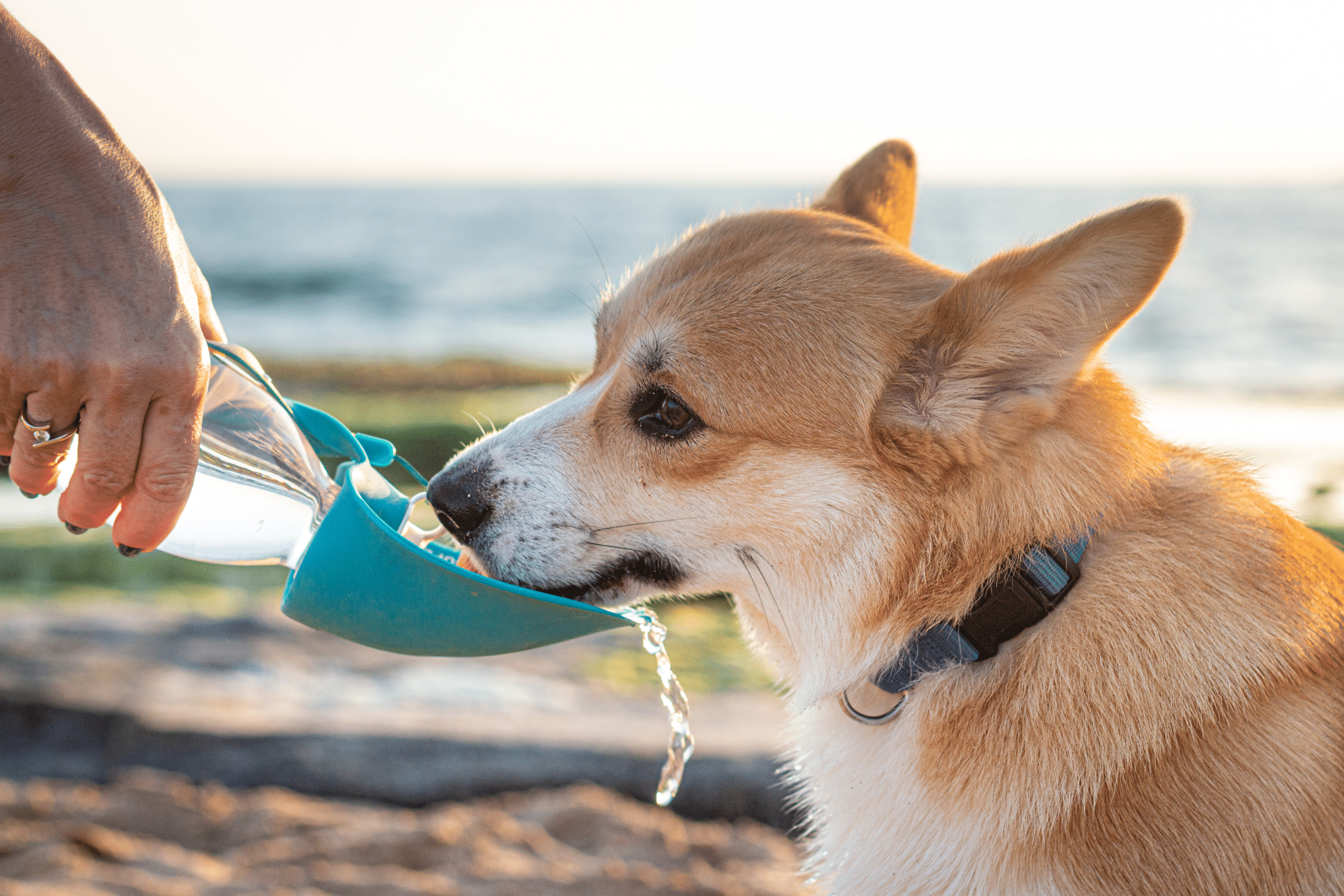 Dog drinking water outlet bottle