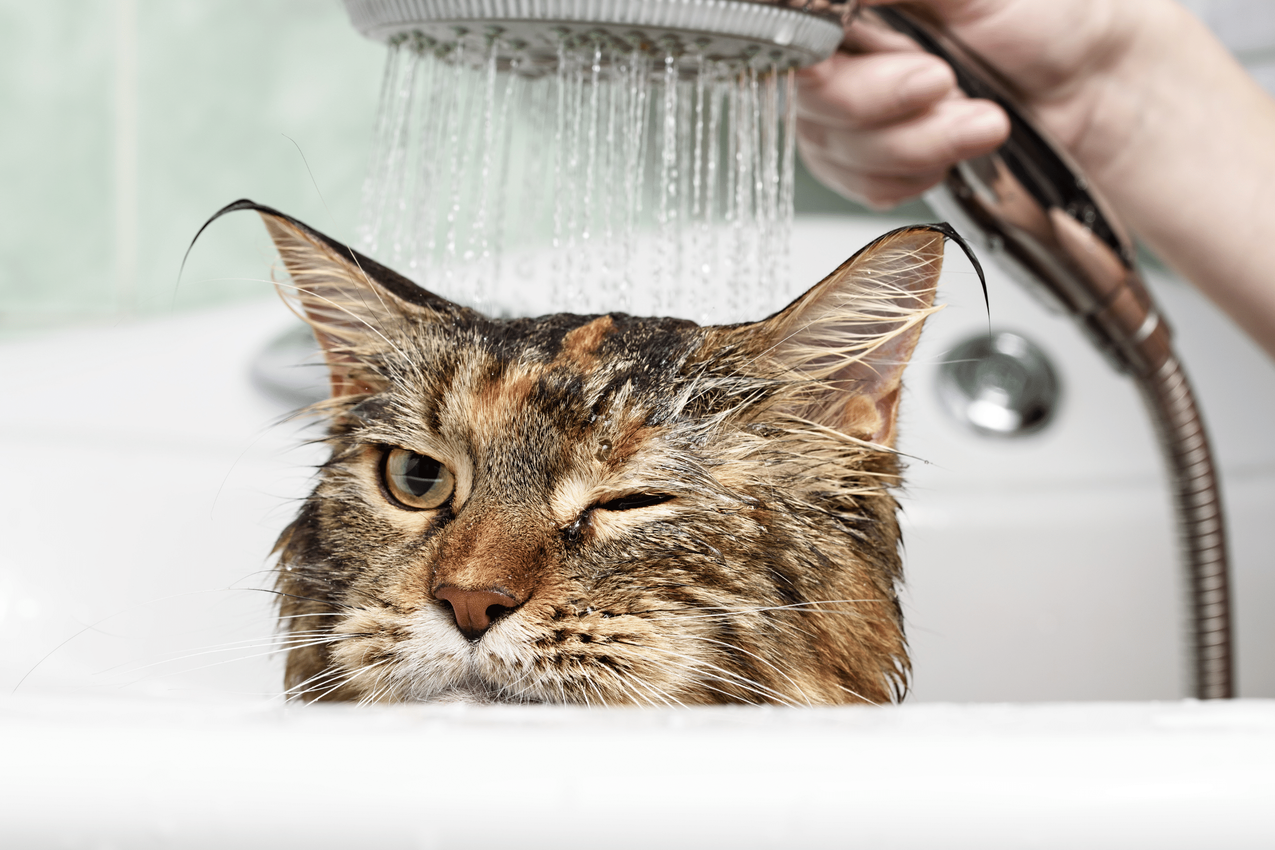 cat blinking her left eye while taking a bath