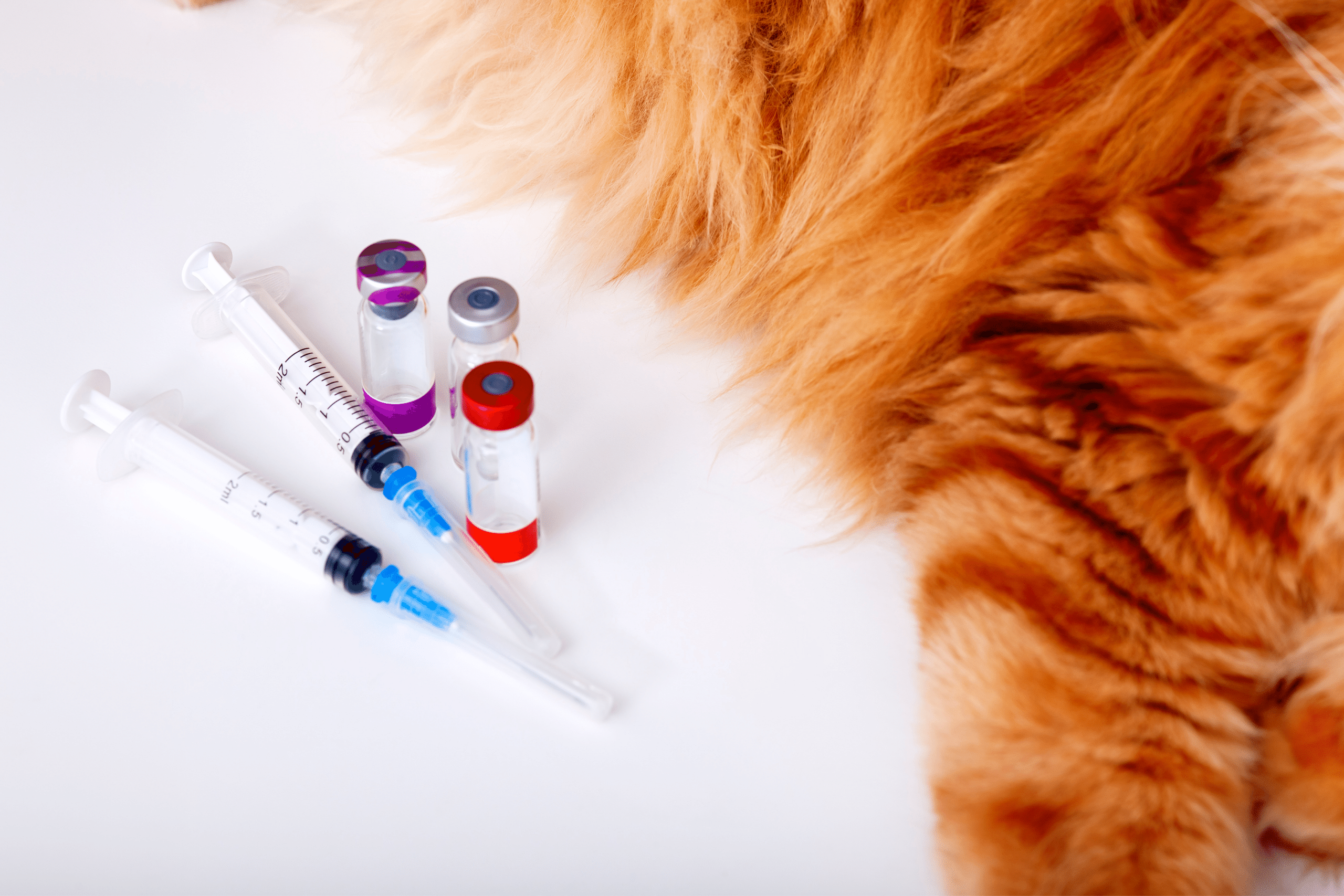 vaccination needles put on a table beside a cat