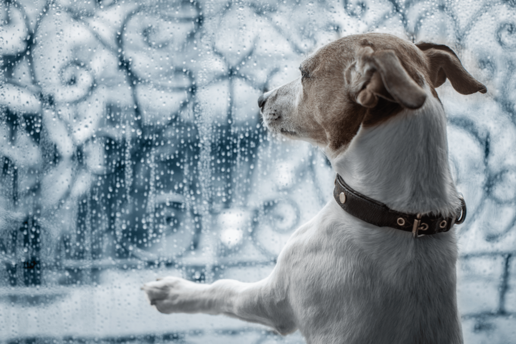 Dog staring at rain from the window