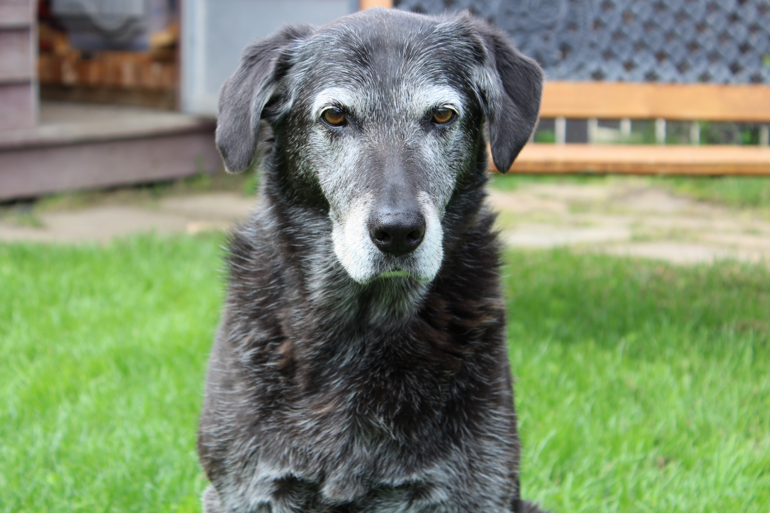 senior dog staring at the camera