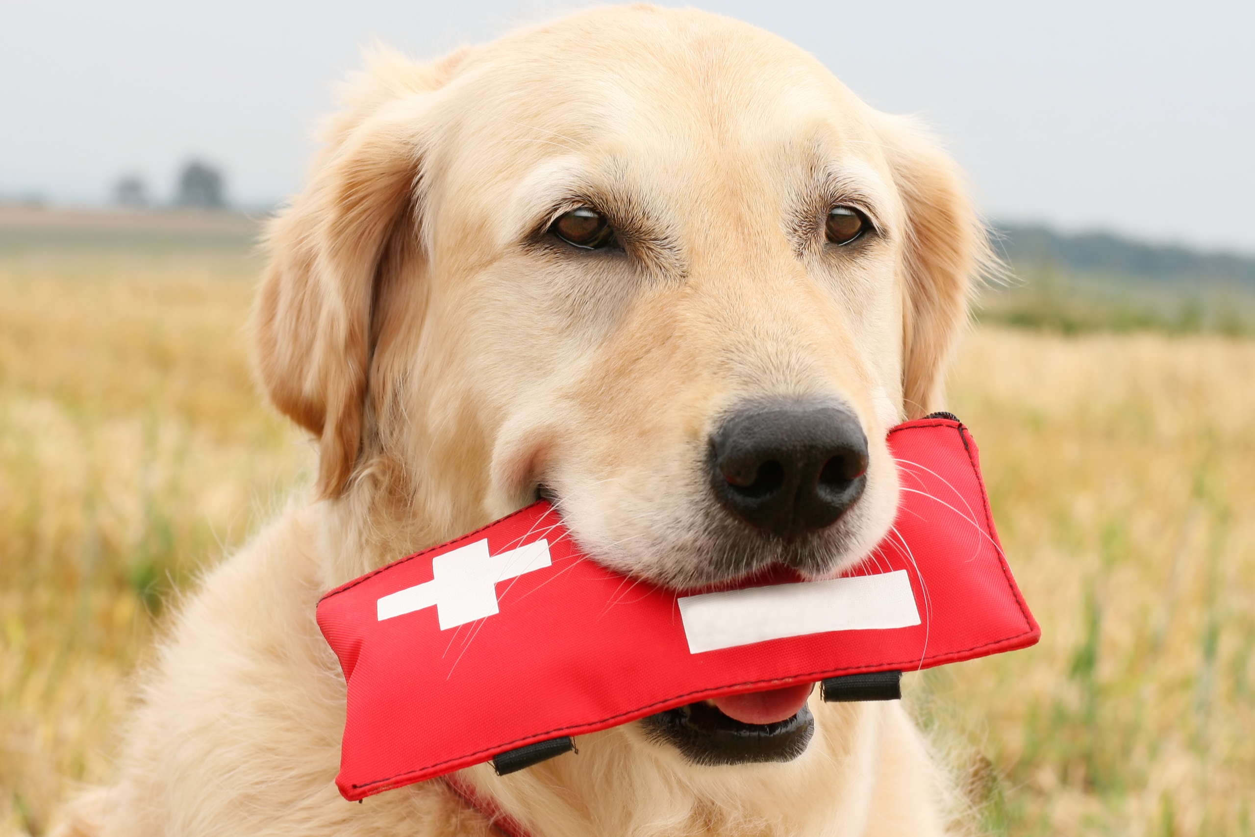 golden retriever holding a medical kit