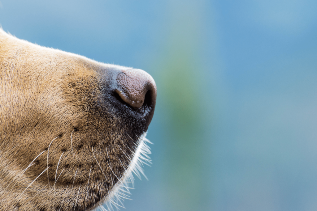 dog's nose