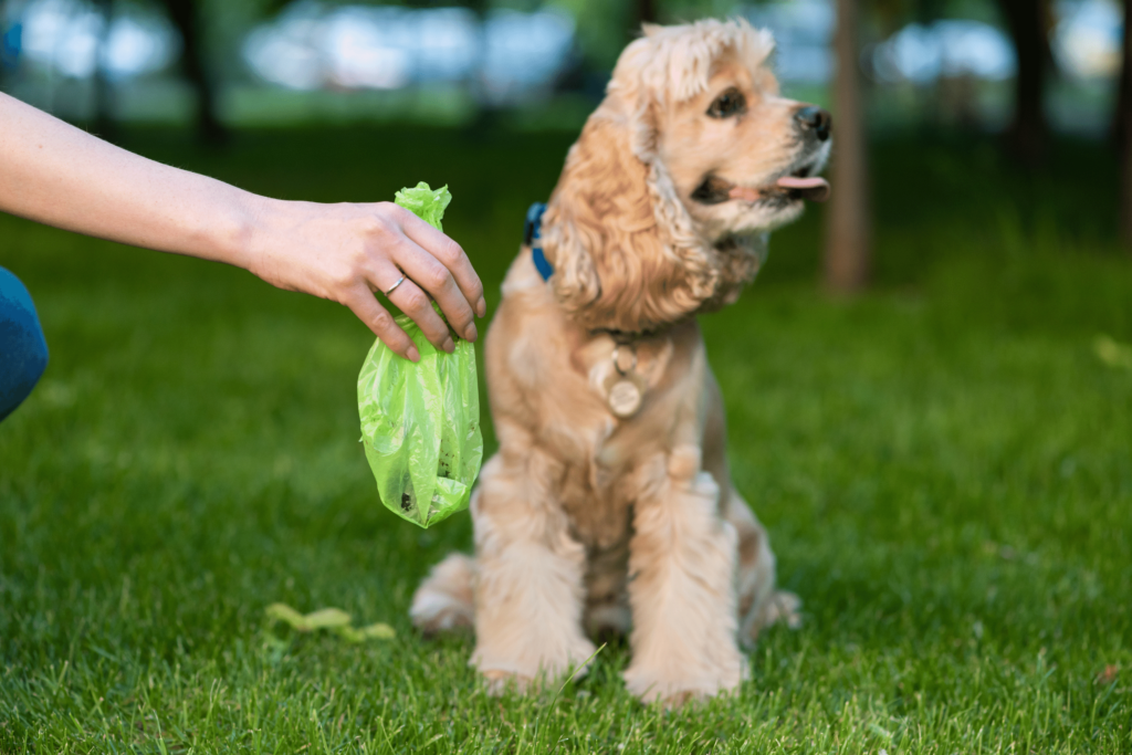 pet owner cleaning dog's poop