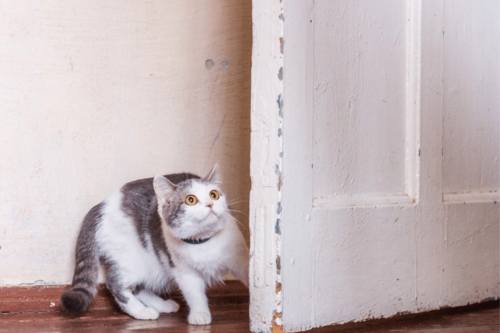 scared cat hiding behind door