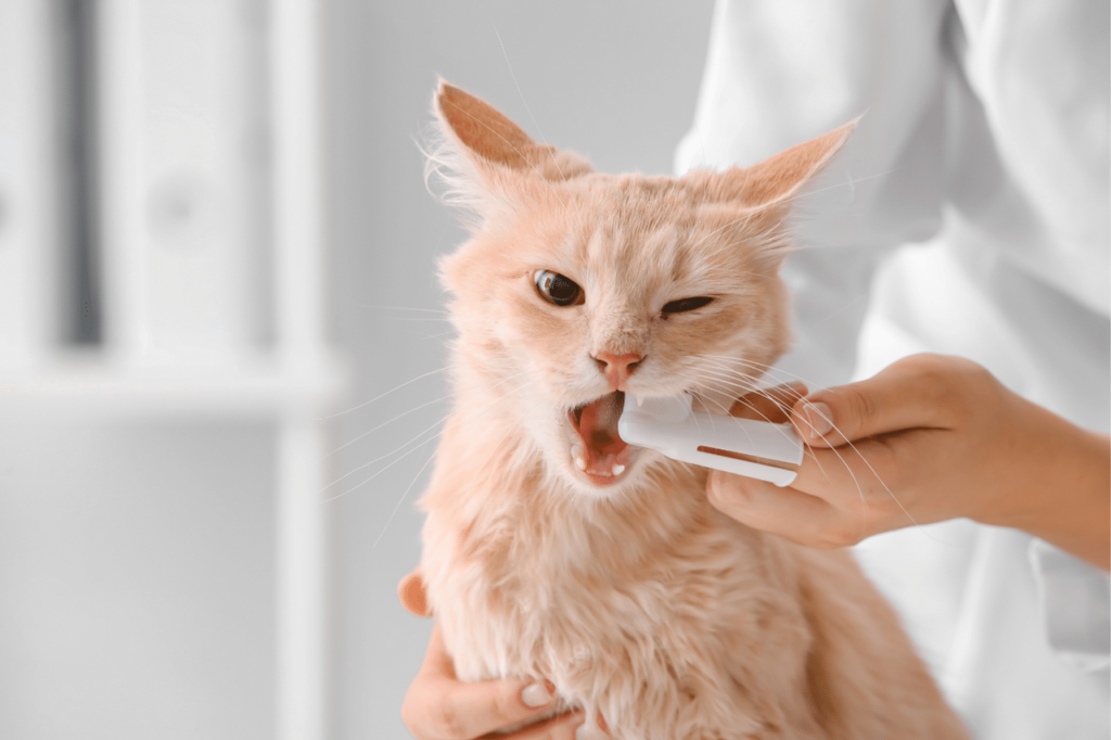 veterinary brushing a cat's teeth