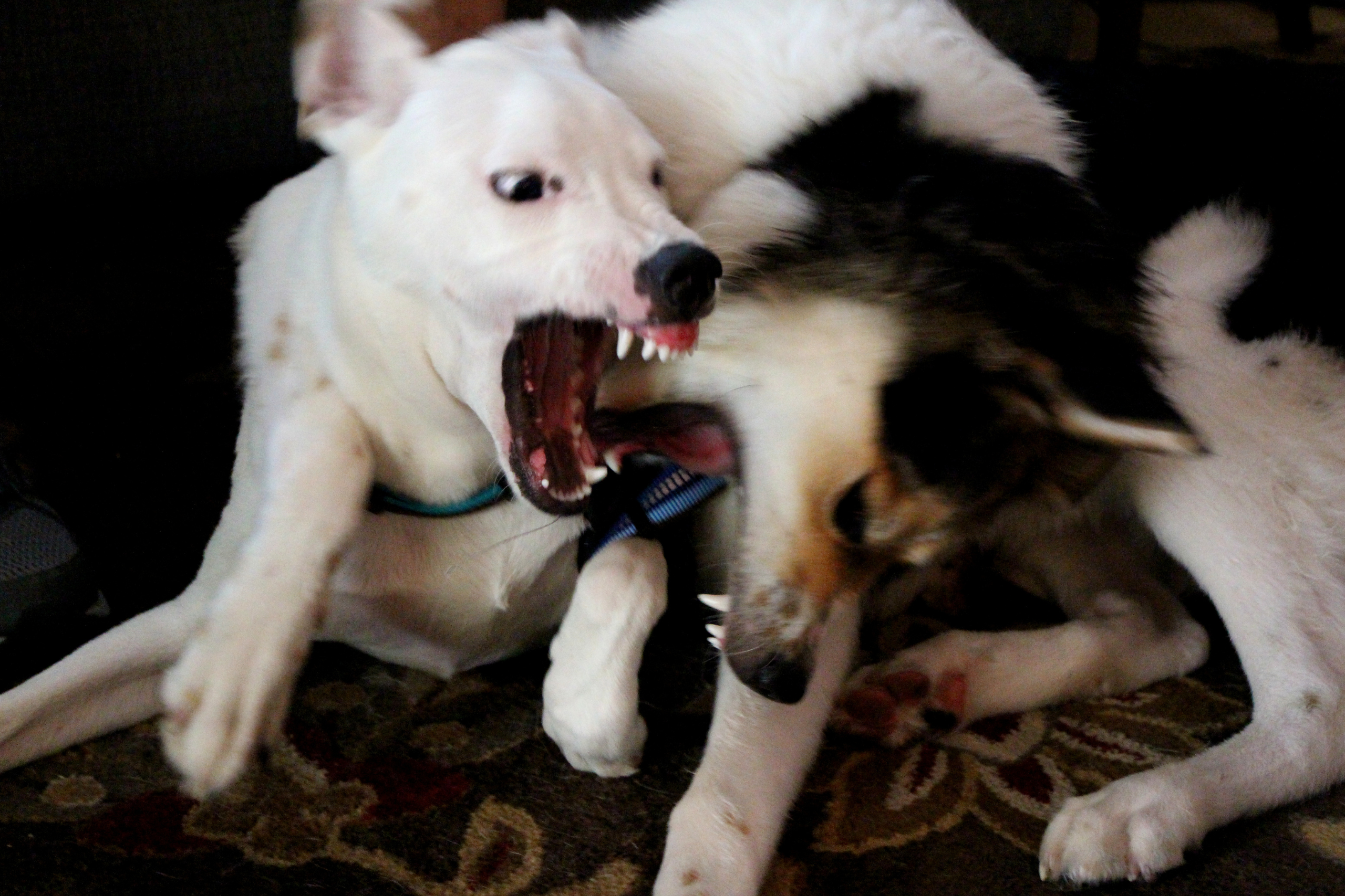 two dogs playfully biting each other