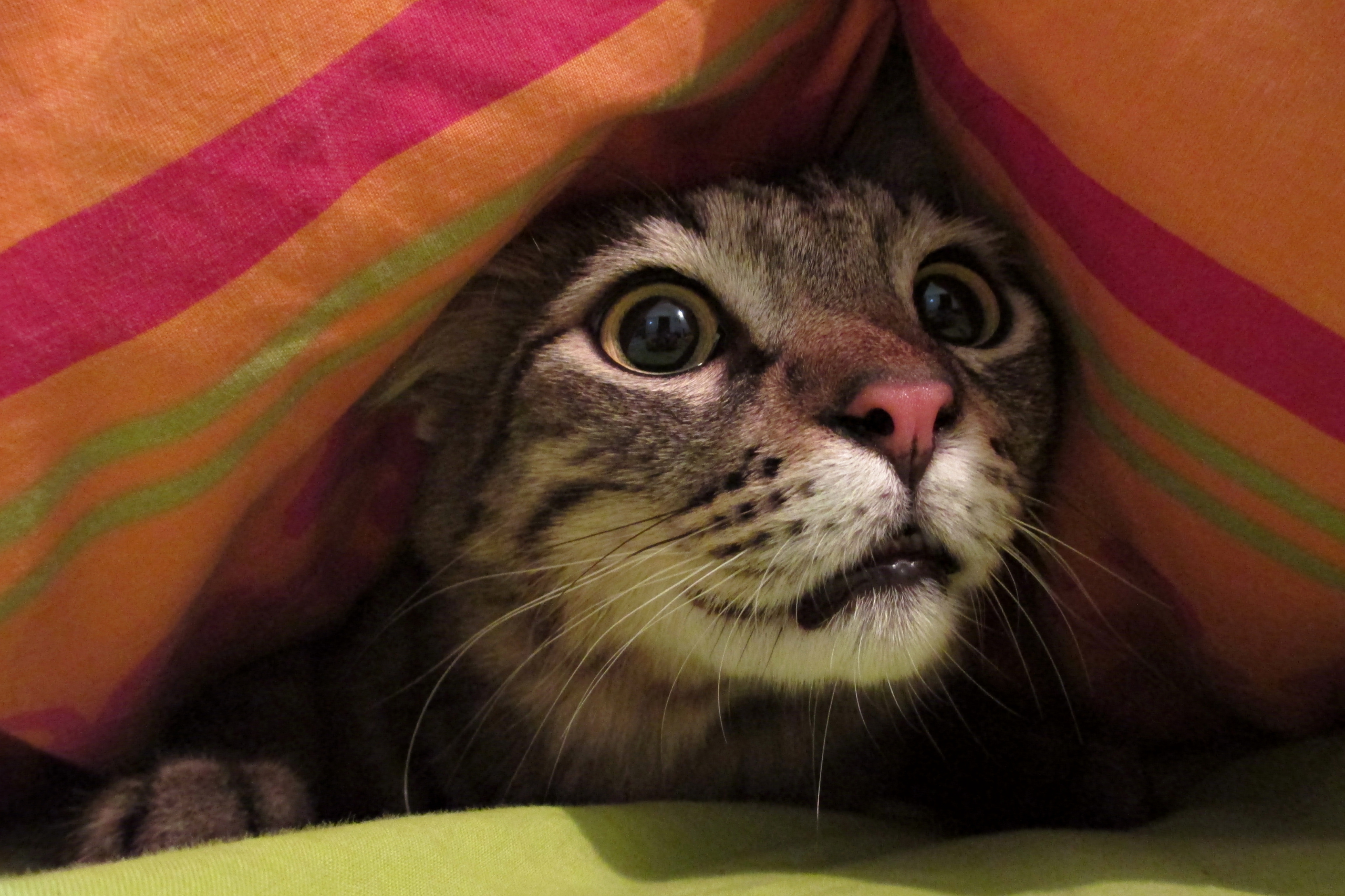 cat scared under a blanket