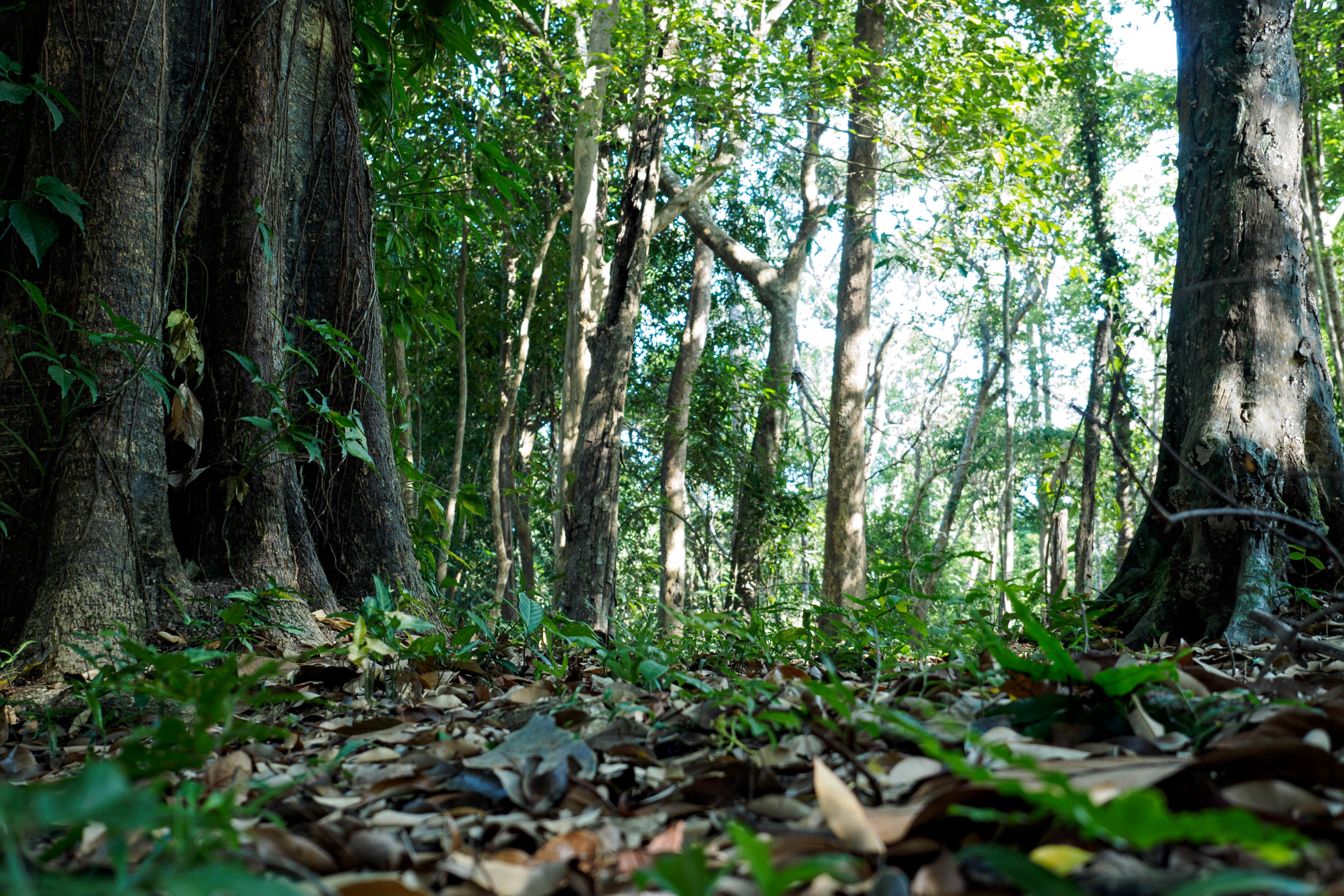 forest densely covered with trees