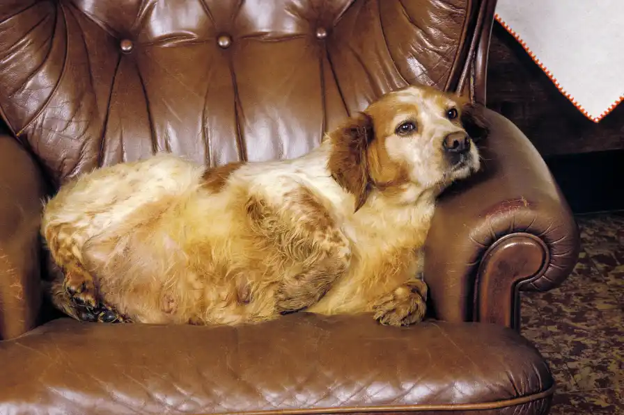 obese dog sitting on the sofa