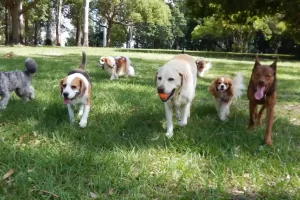 dogs walking in the park