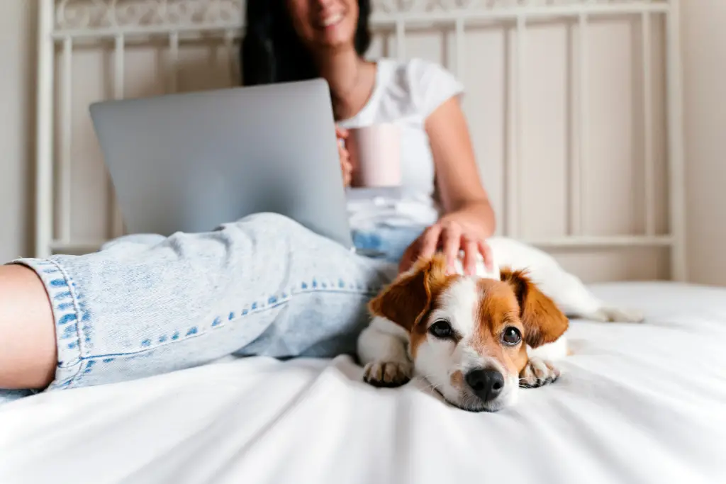 dog lying down on the bed with owner