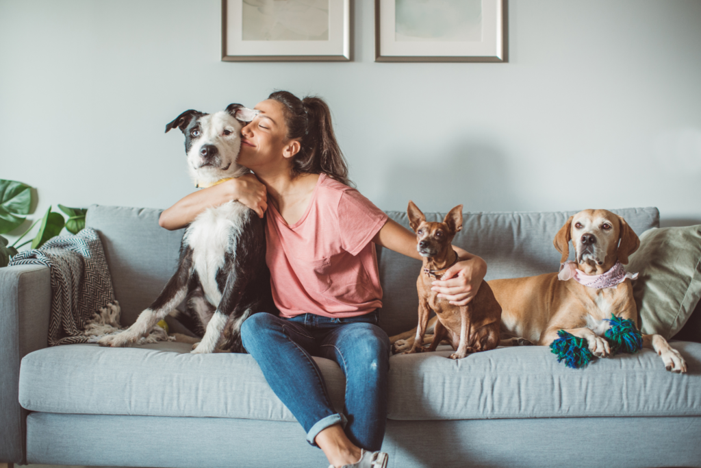 pets at daycare centre