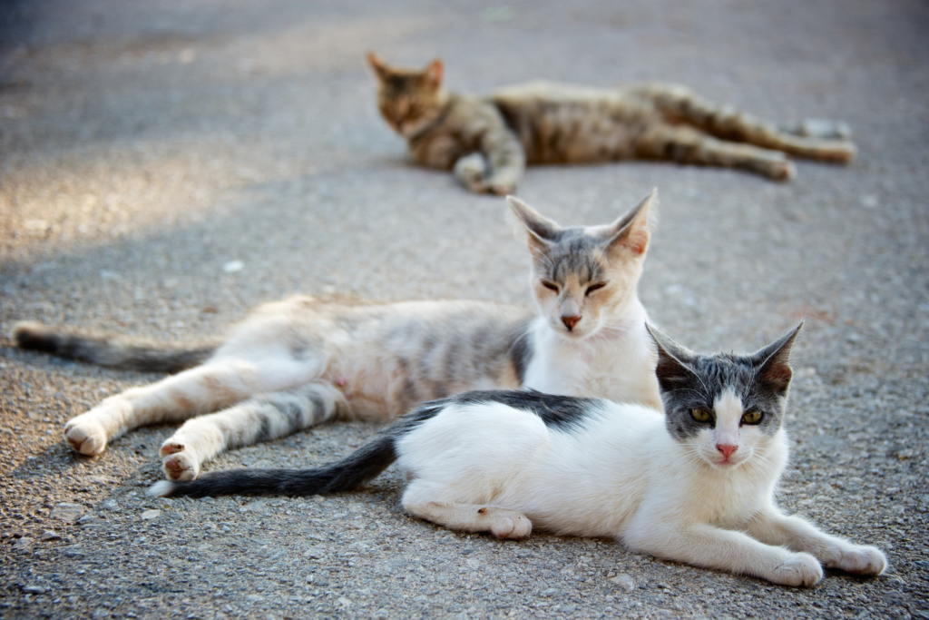 stray animals on the road