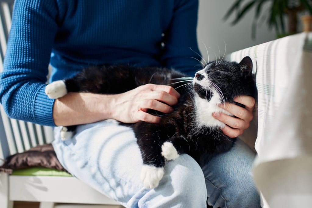 stroking a cat