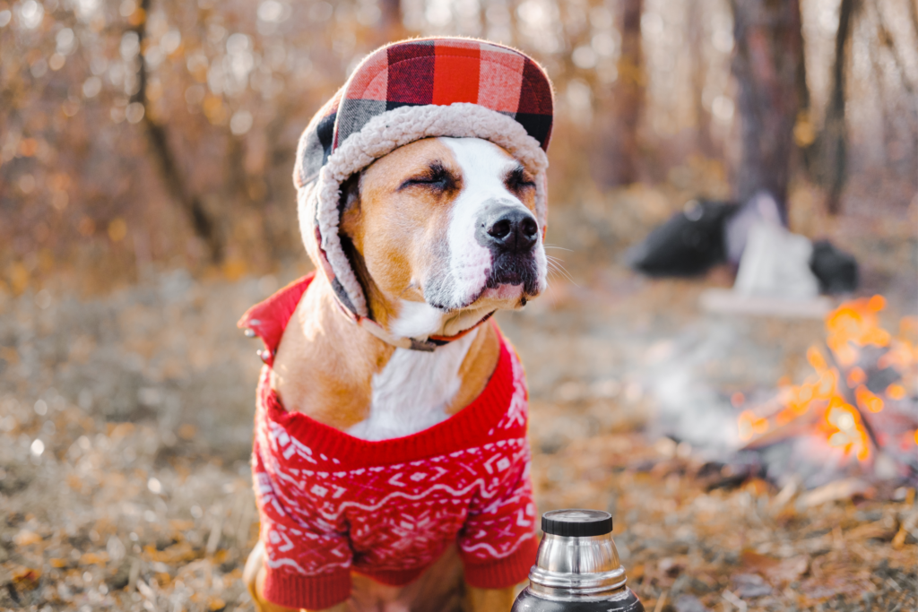 dog wearing a sweater