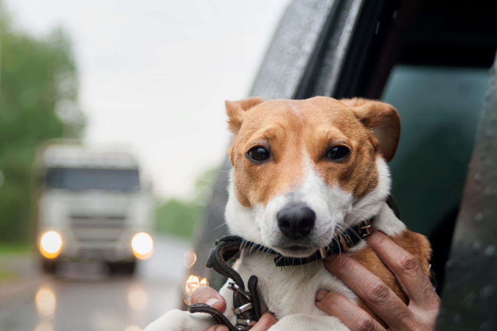 travelling with pets