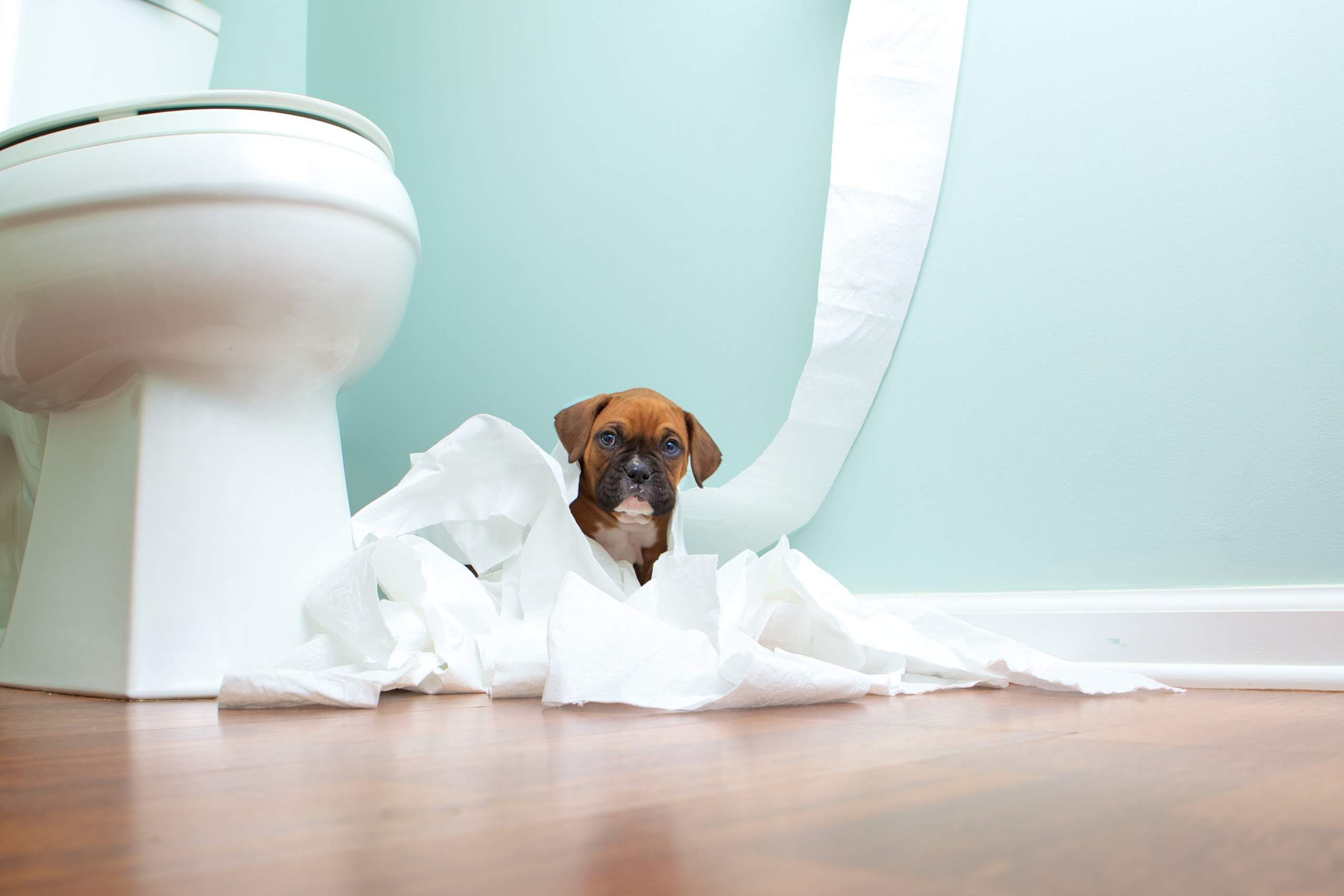 how can you train a dog to use the toilet