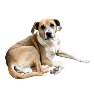 brown and white coloured adult stray dog looking at the camera