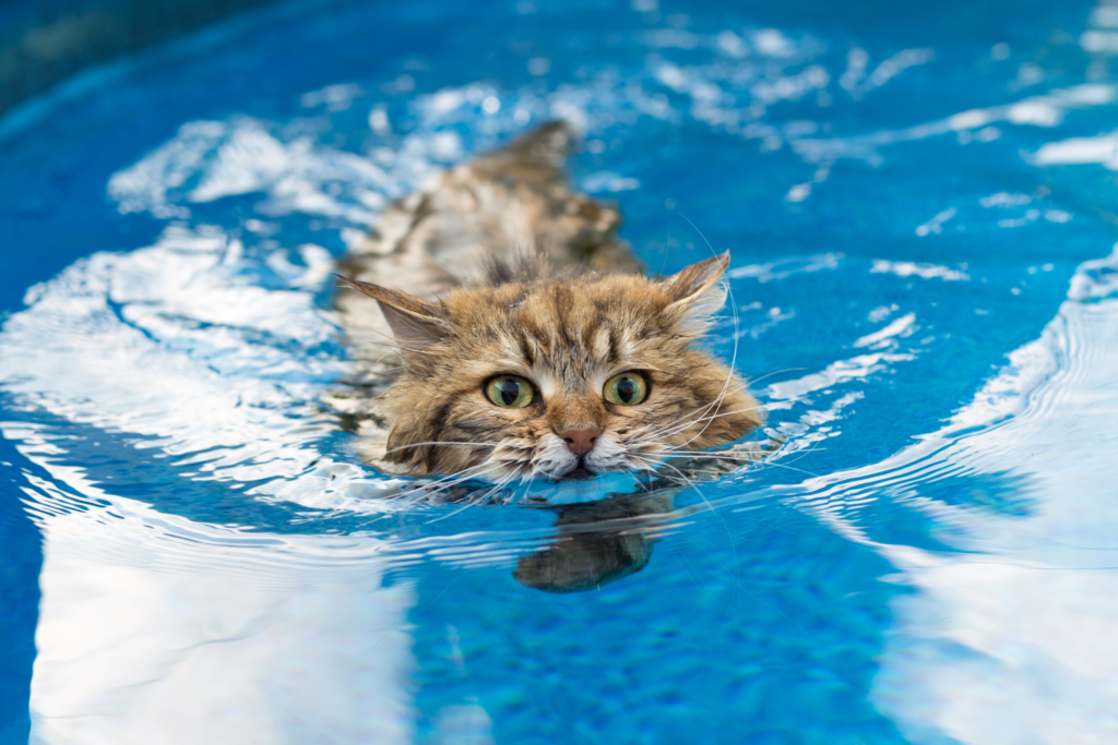 cat swimming in the pool