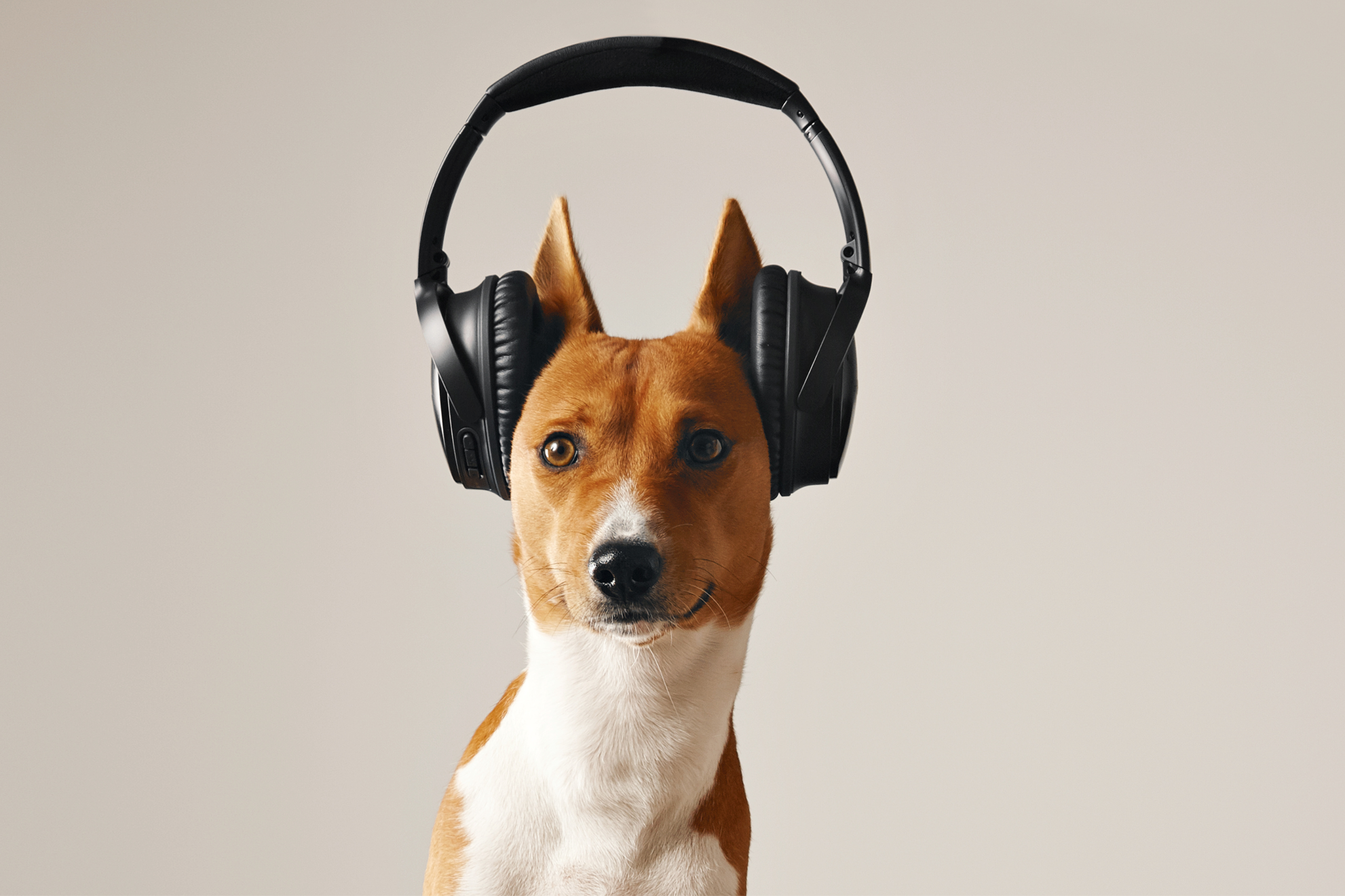 dog wearing headphones on its ears due to noise phobia