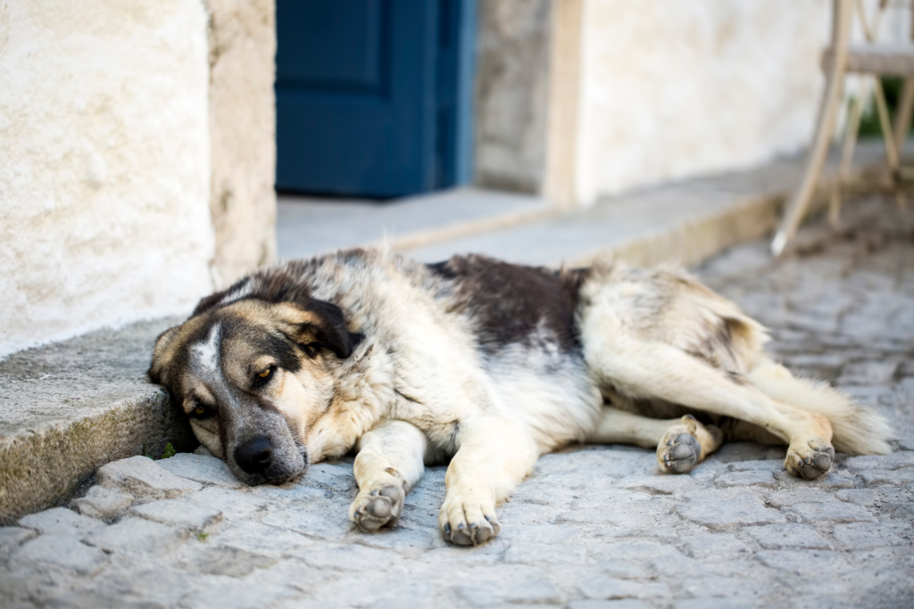 stray dog sleeping on the floor