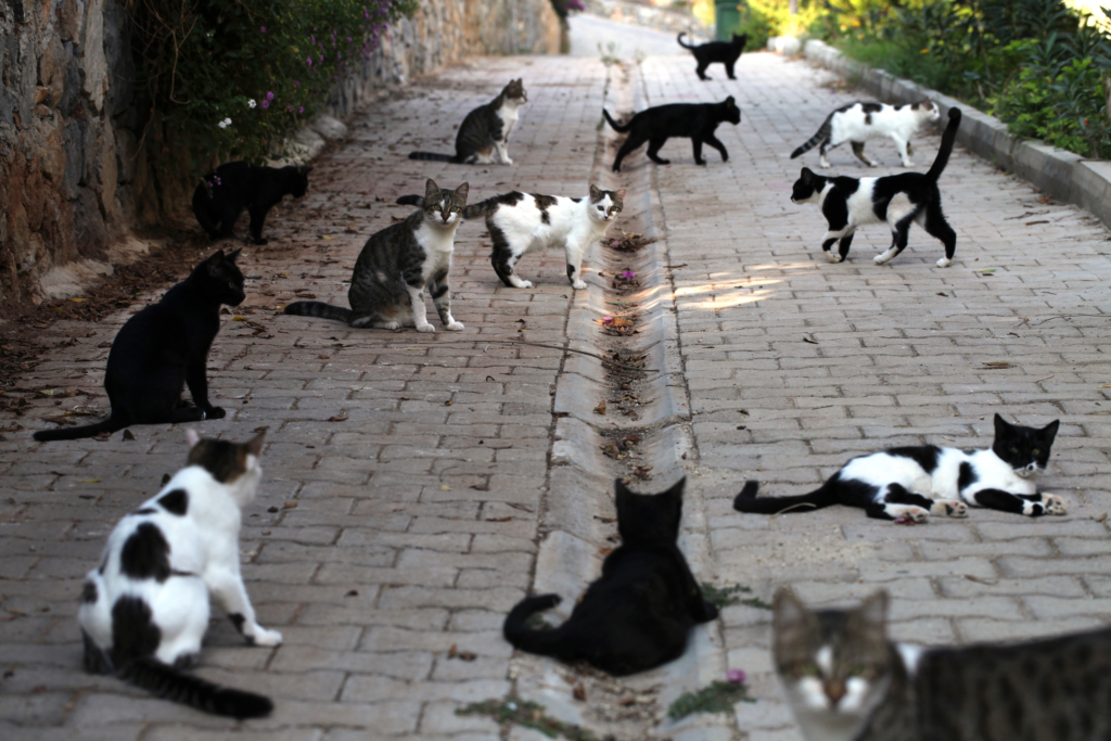 stray cats loitering on the street