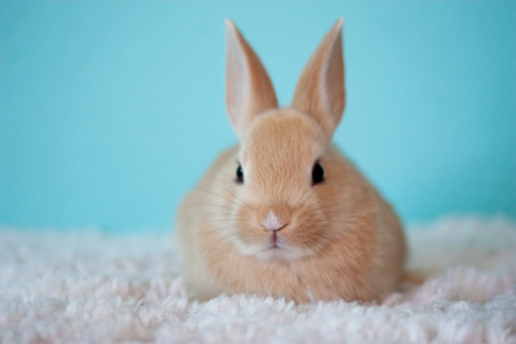 rabbit sitting on a carpet