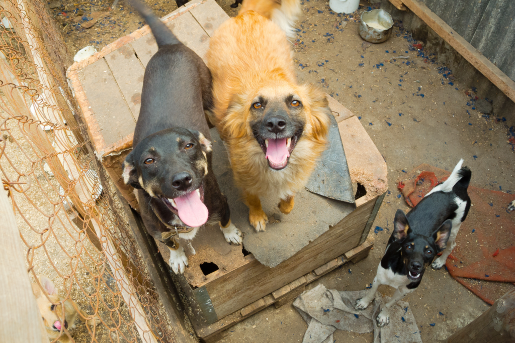 stray animals in India