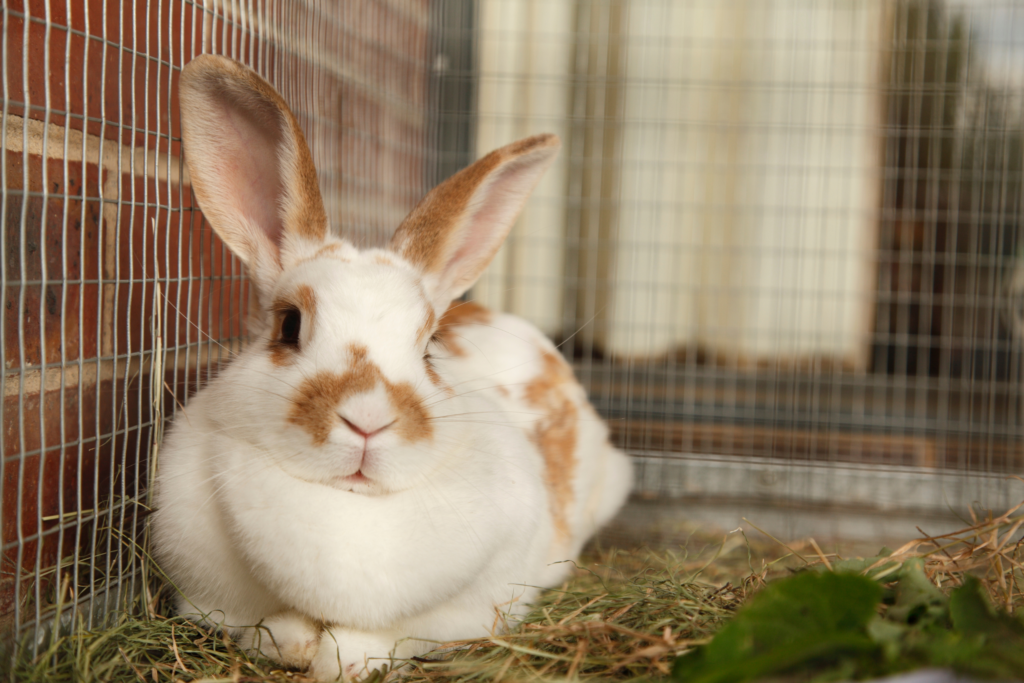 rabbit sitting in a cage