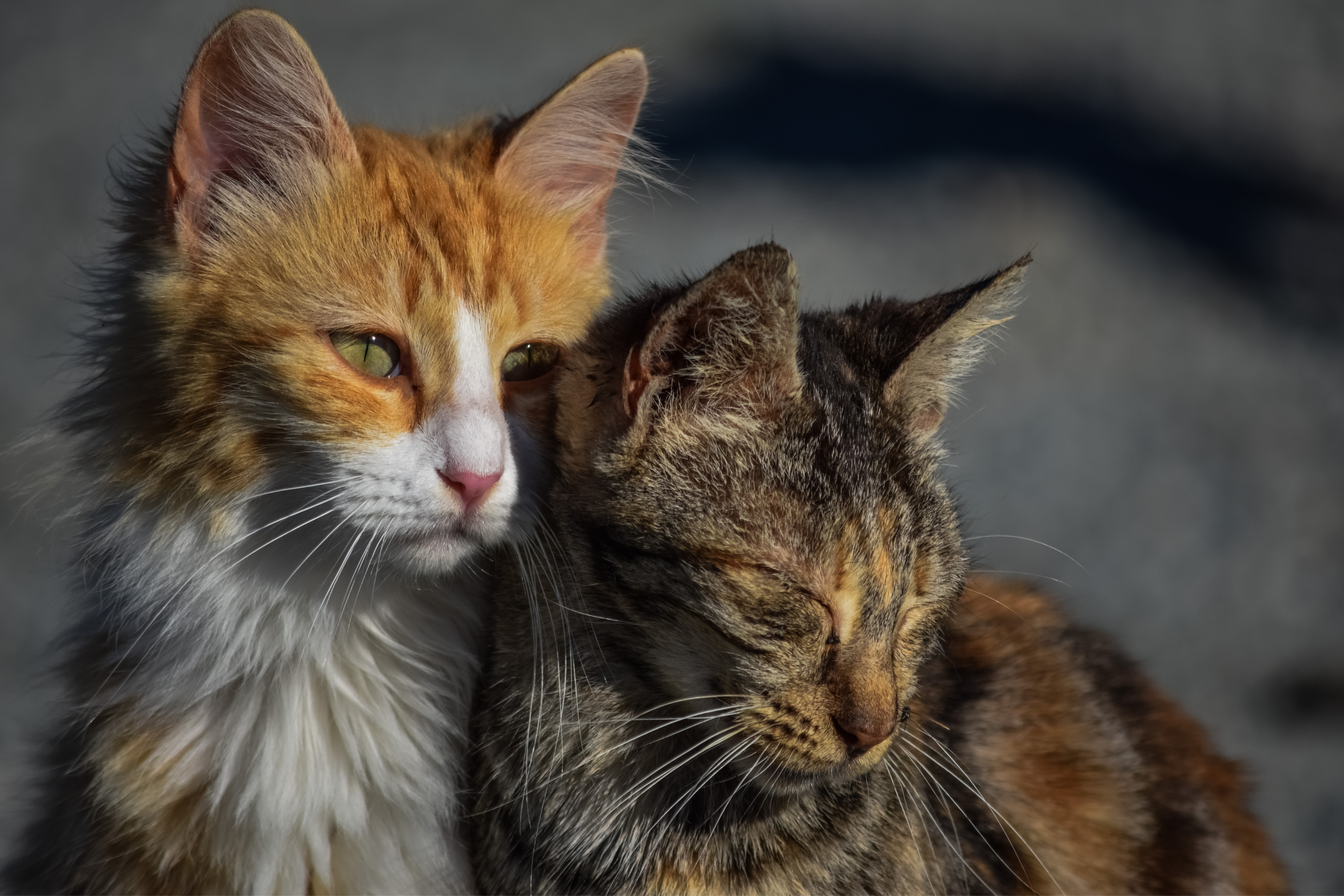 two stray cats leaning on each other