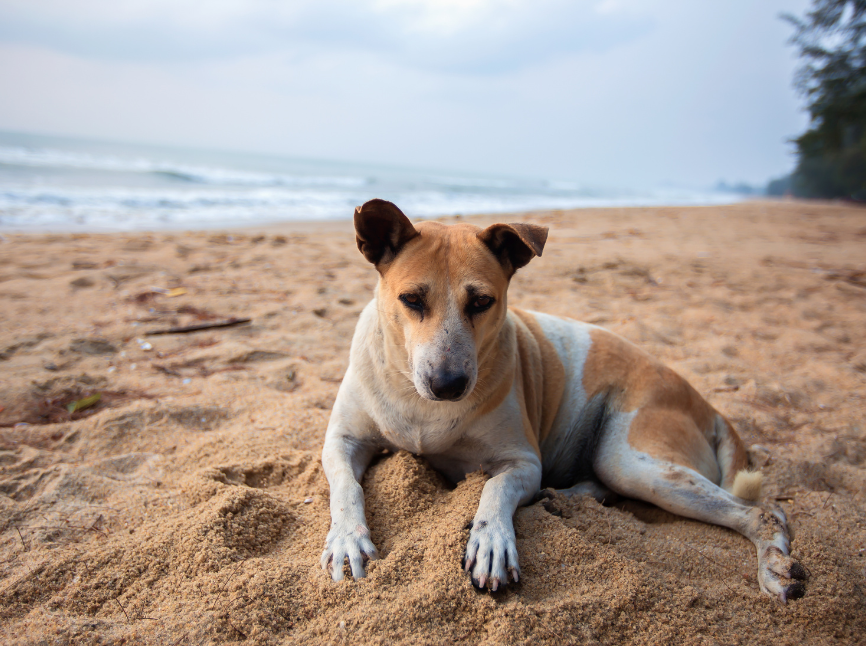 dog sitting on the beach sand in summer