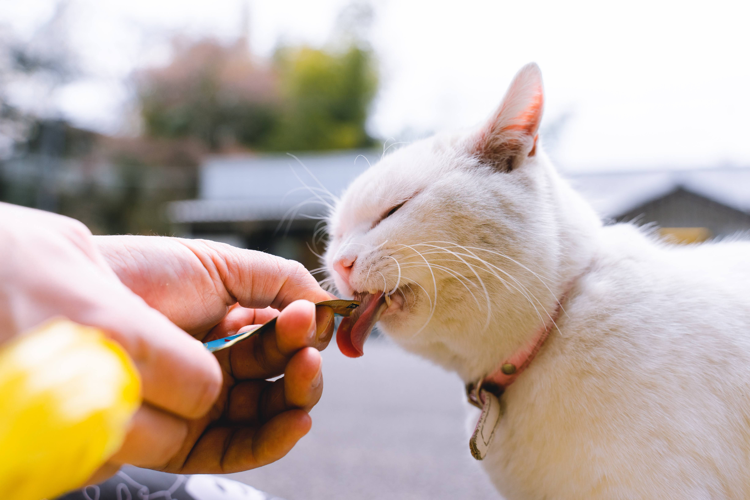 giving medicines to a cat