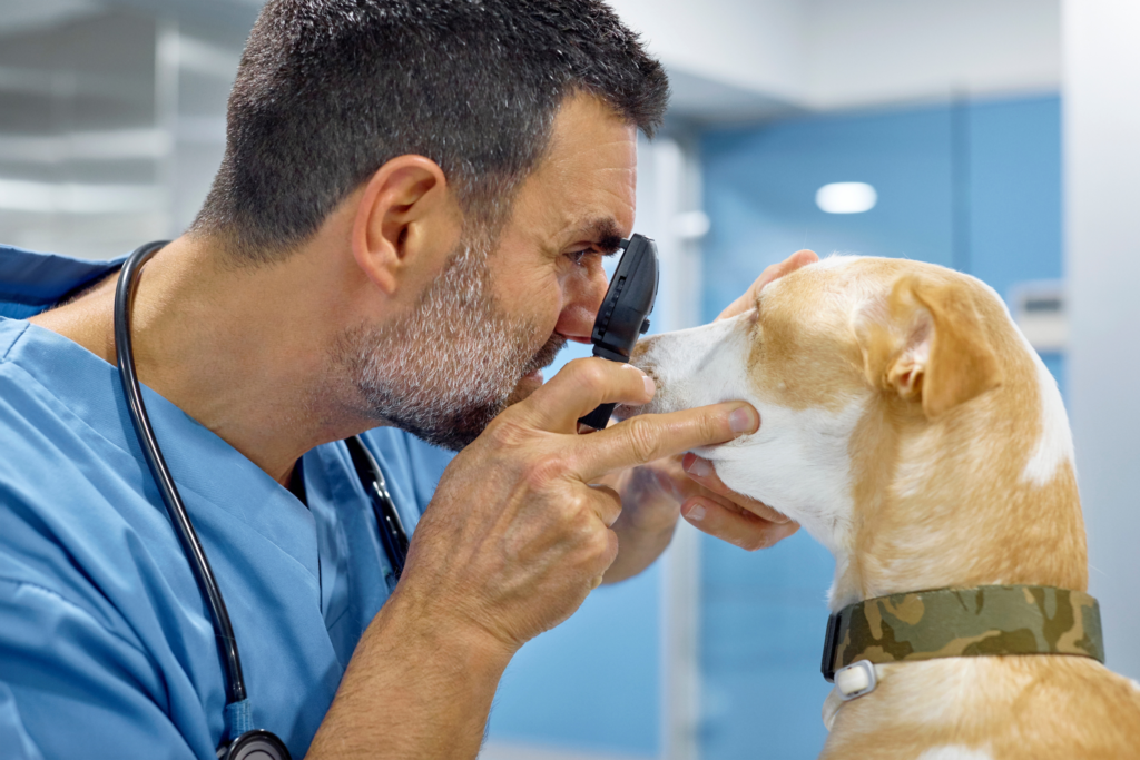 doctor checking a dog's vision