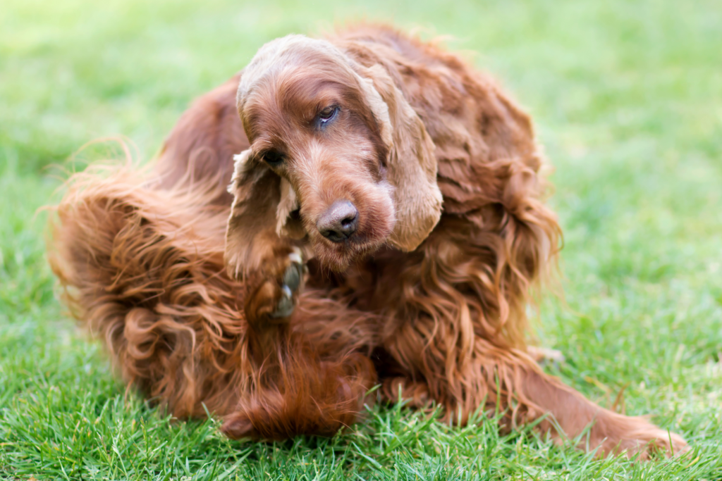 dog scratcing due to ear infection