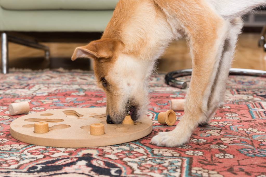 dog playing indoors with a puzzle