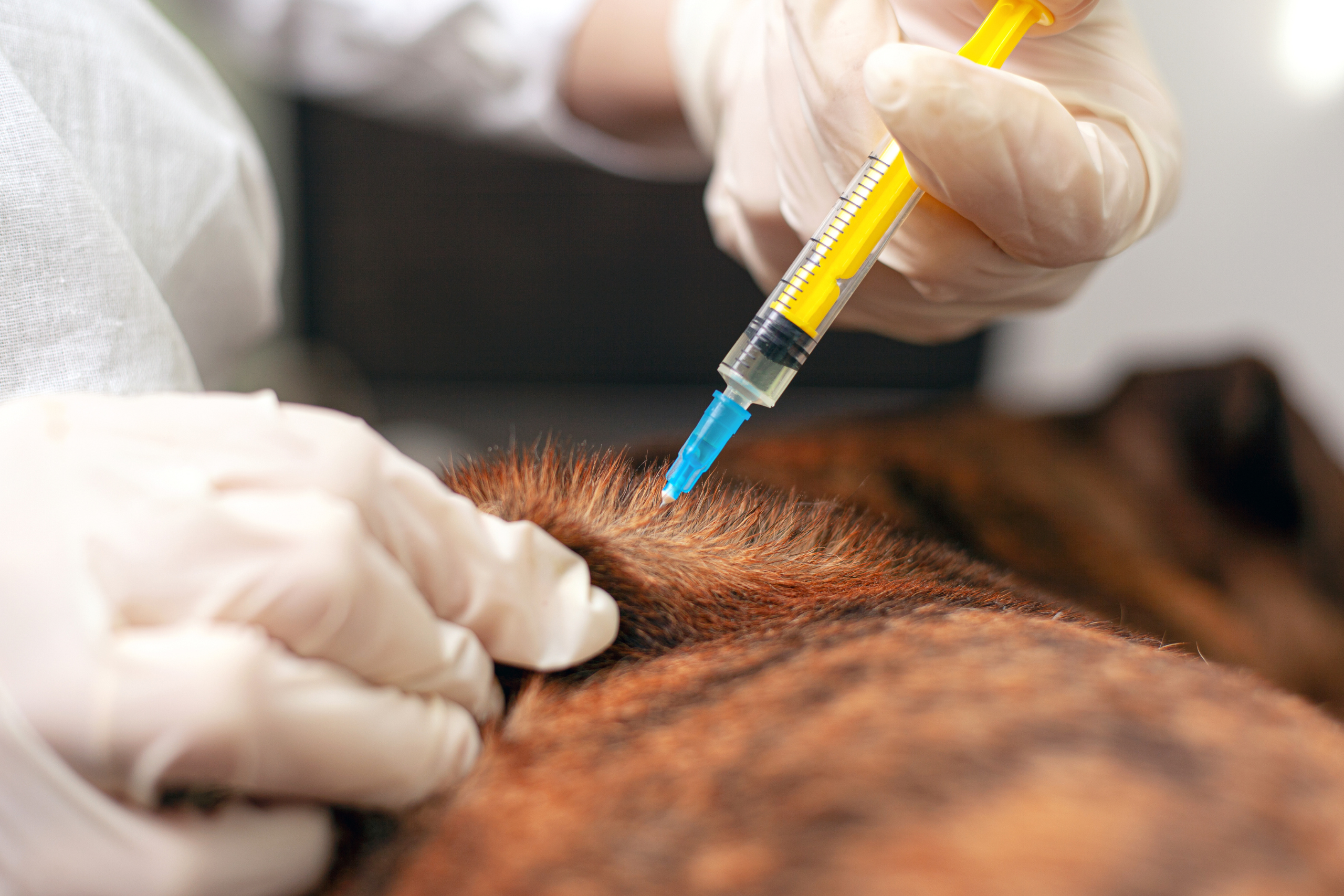 stray dog getting vaccinated