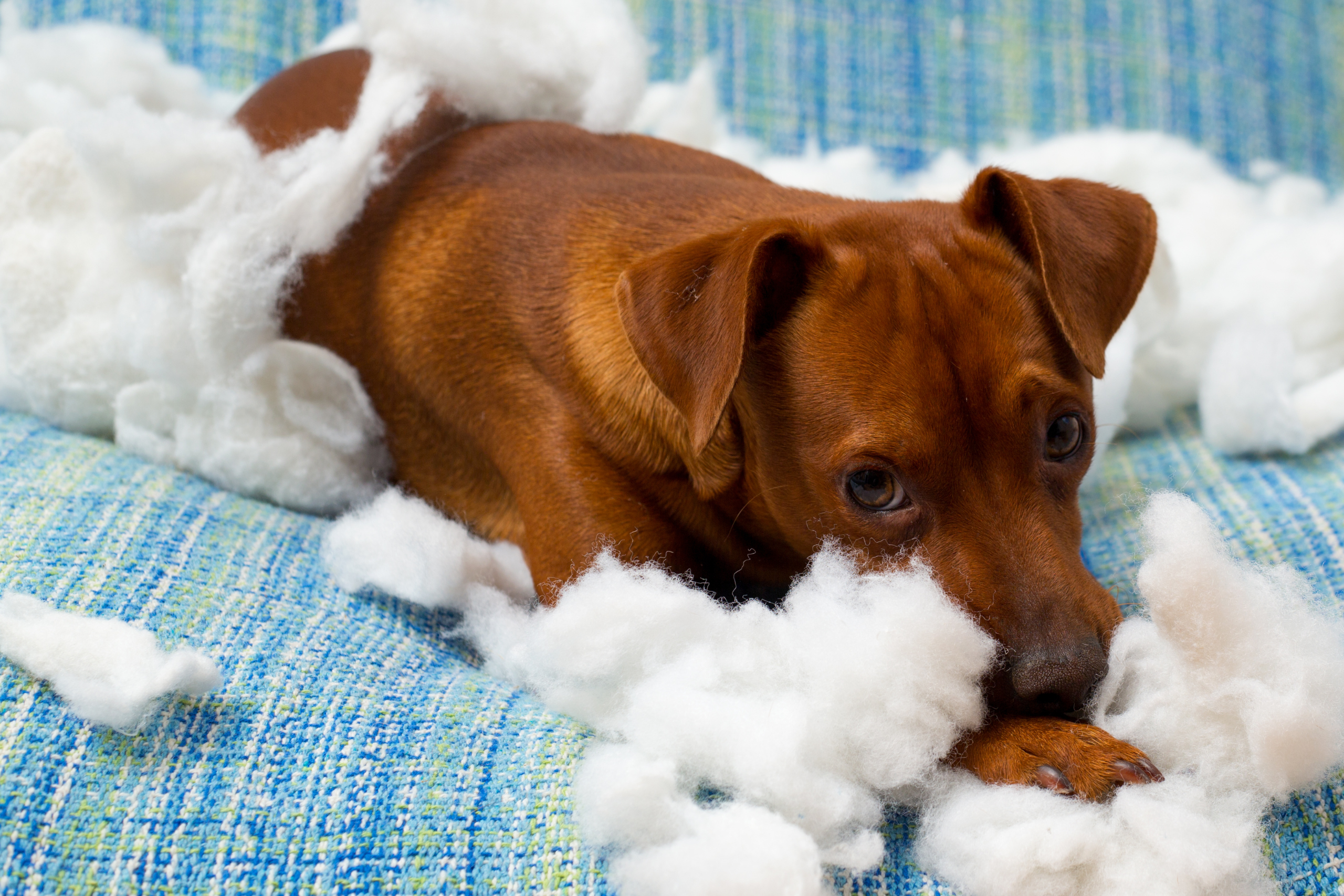 newly adopted puppy biting cotton off the sofa