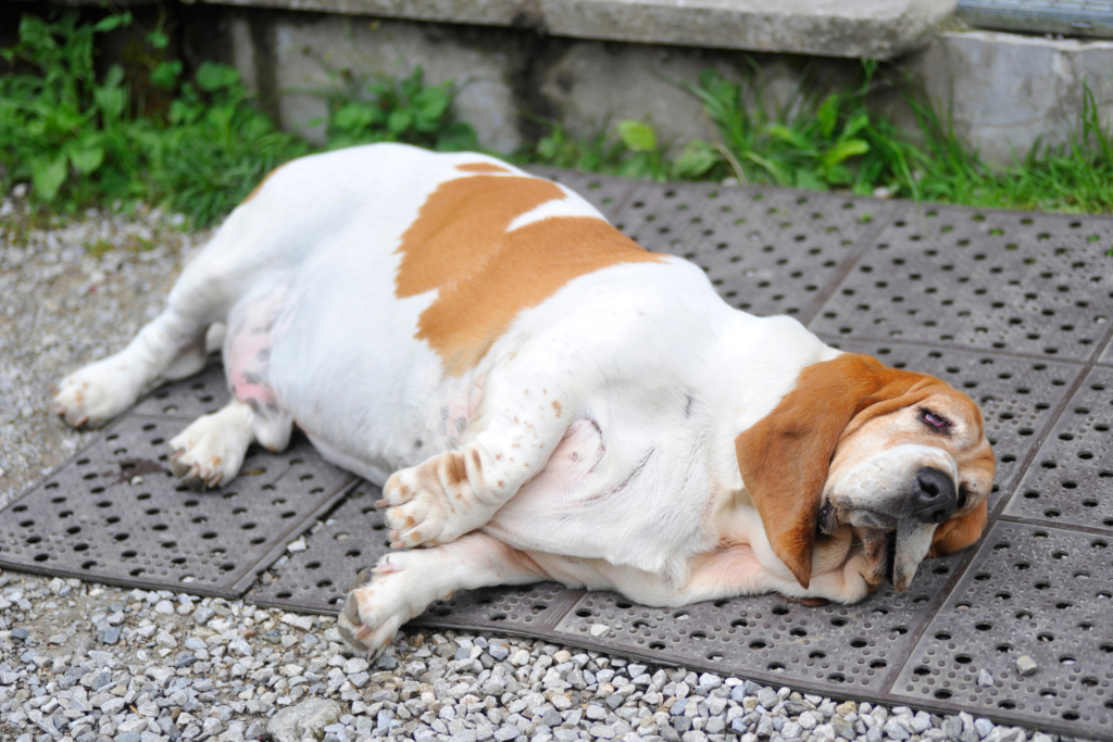 obese dog lying on the floor