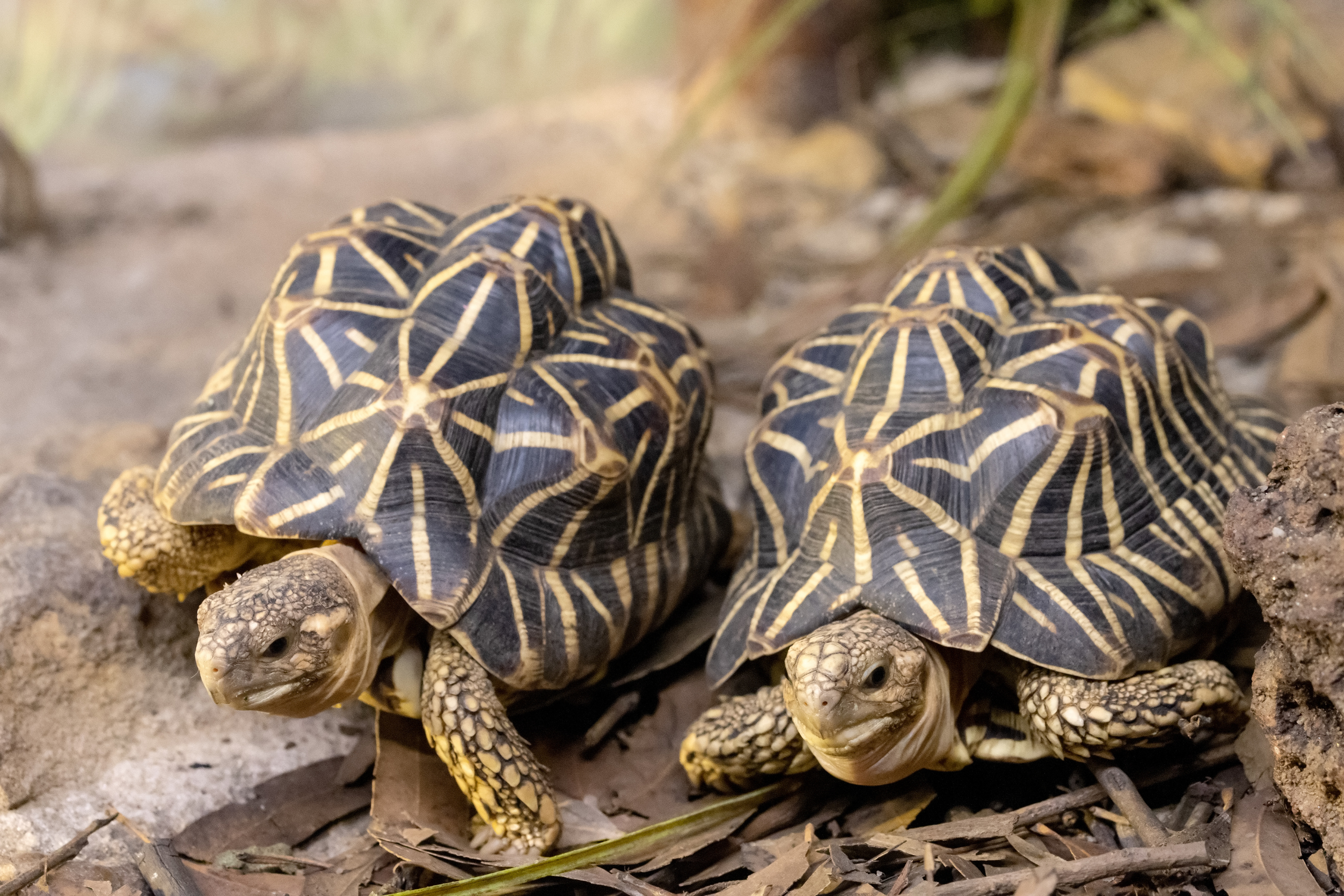 exotic pet option - indian star tortoise