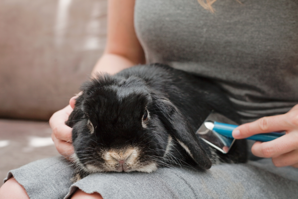 grooming tips for rabbits by Jaldee Vets