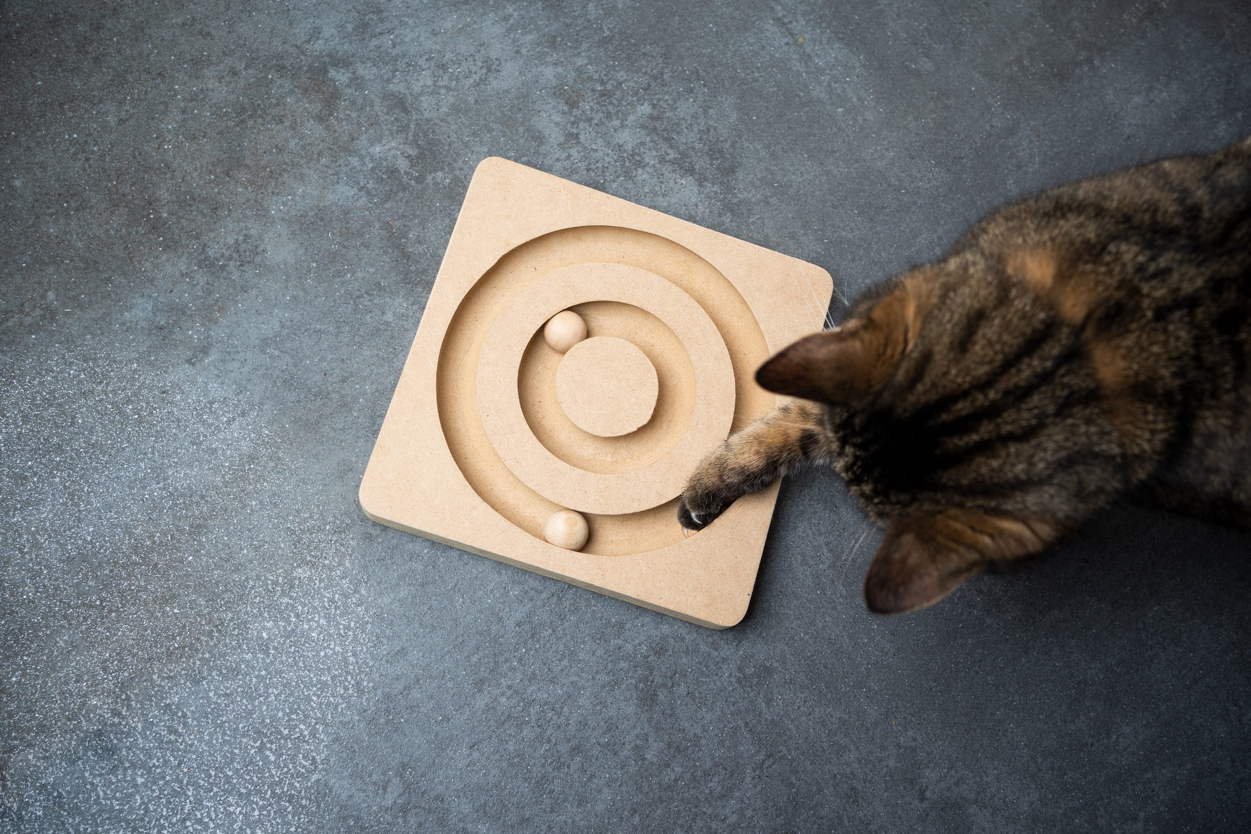 cat playing with interactive toy