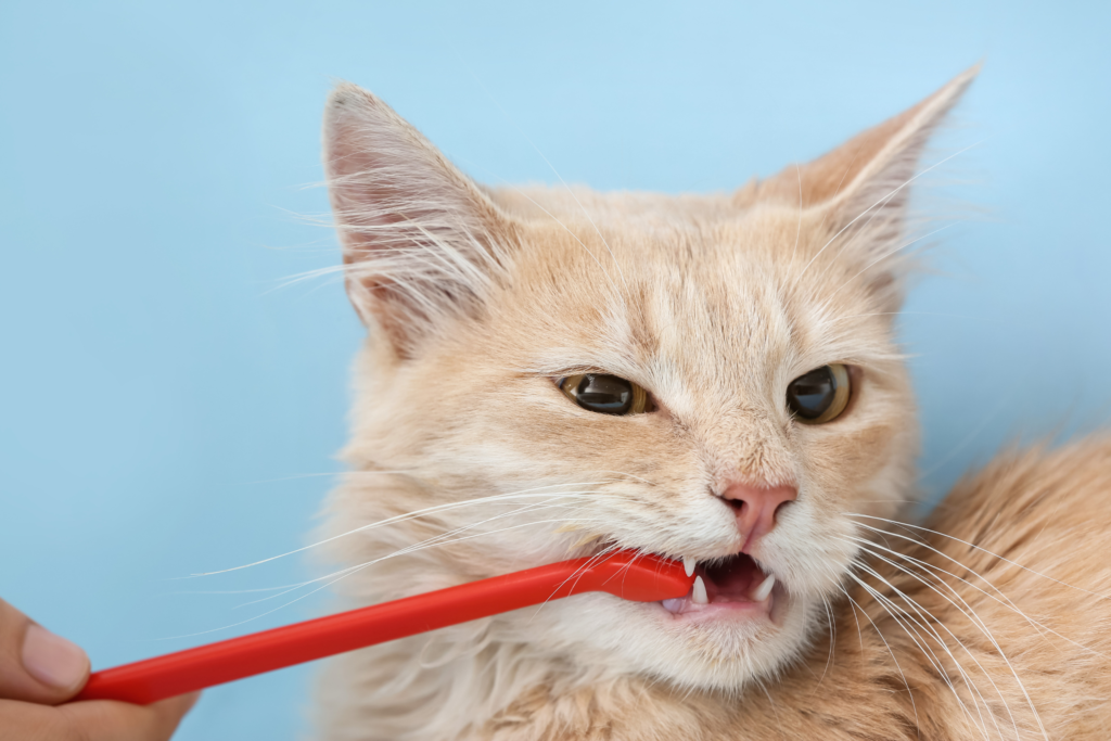 brushing a cat's teeth