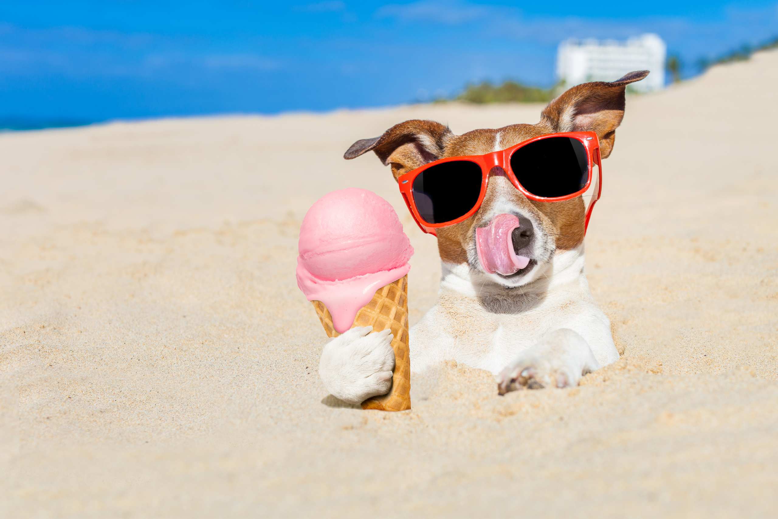 dog enjoying summer treat at the beach