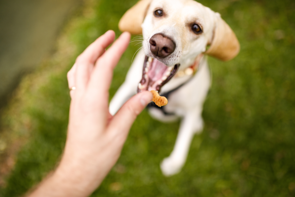 positive reinforcement for dogs