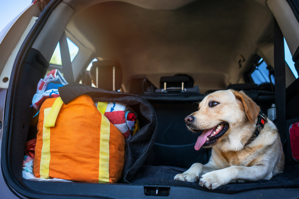 dog embarking on a roadtrip in car