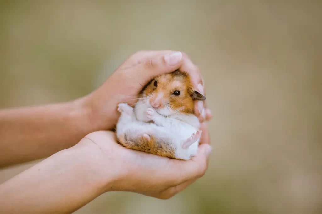 getting a hamster as a pet